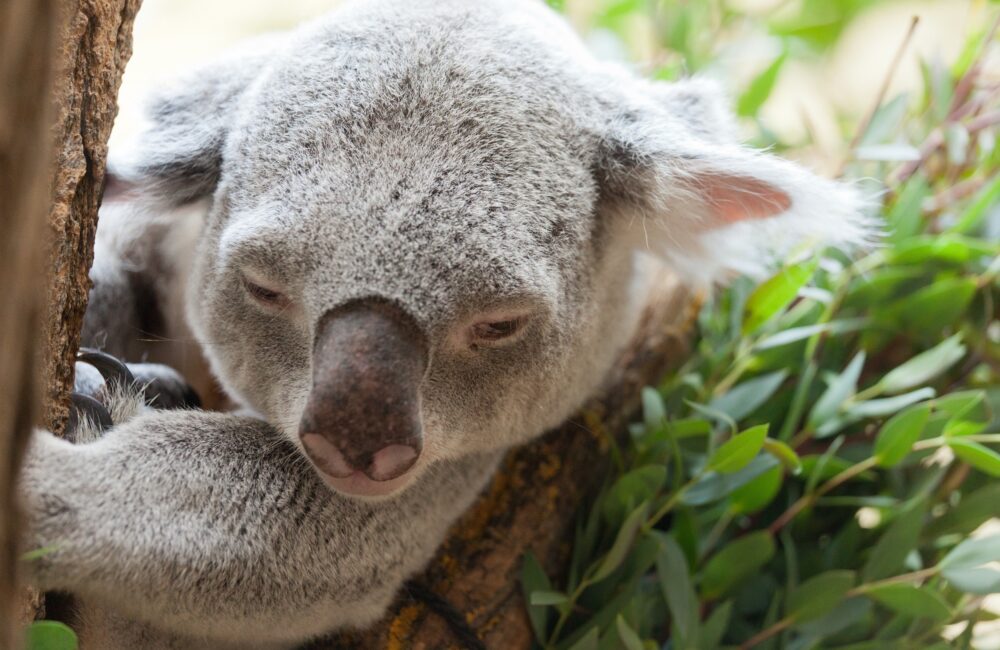 Koala uit bosbrand gered door dappere vrouw 14