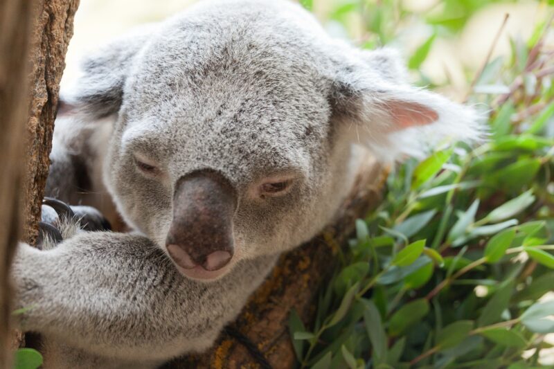 Koala uit bosbrand gered door dappere vrouw 24