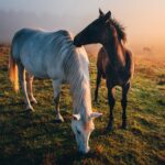Hoe zinvol is paardentherapie? 16