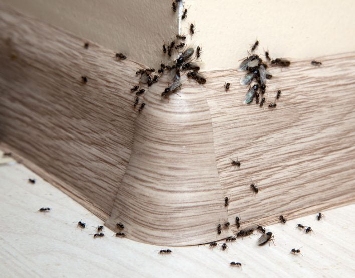 Een mierenplaag bestrijden met huis, tuin en keukenmiddelen mieren