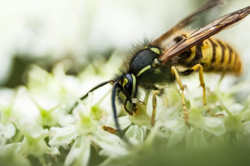 Zo houd je wespen op afstand 11