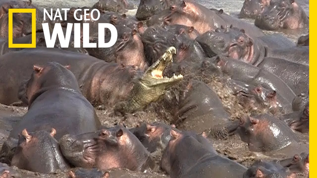 Video: Krokodil vecht met kudde nijlpaarden 14