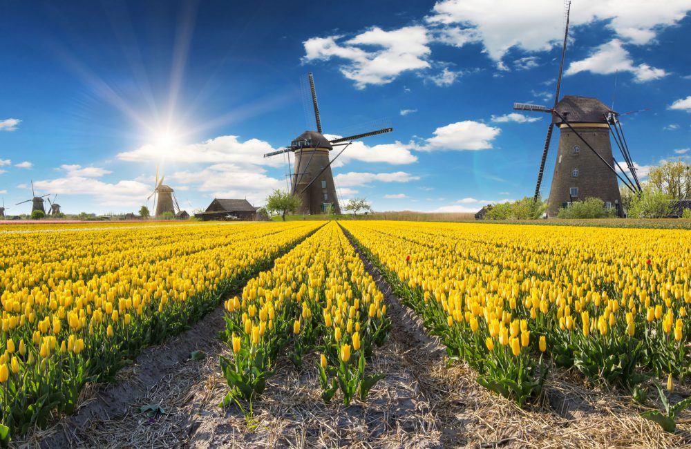 Dit zijn de populairste bloemen in Nederland 14