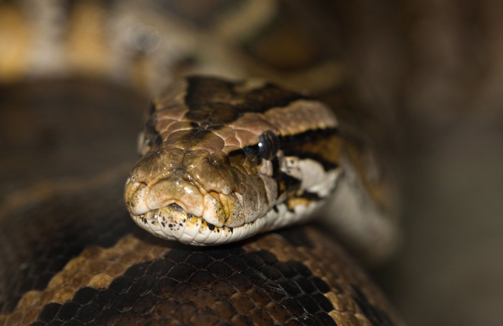 Video: Enorme slang verstopt zich in de supermarkt 14