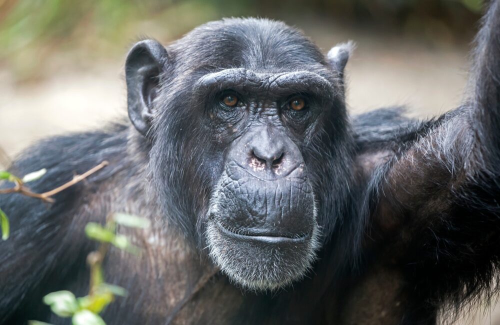 Chimpansees zijn gevoelig voor trends 14