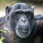 Chimpansees zijn gevoelig voor trends 18