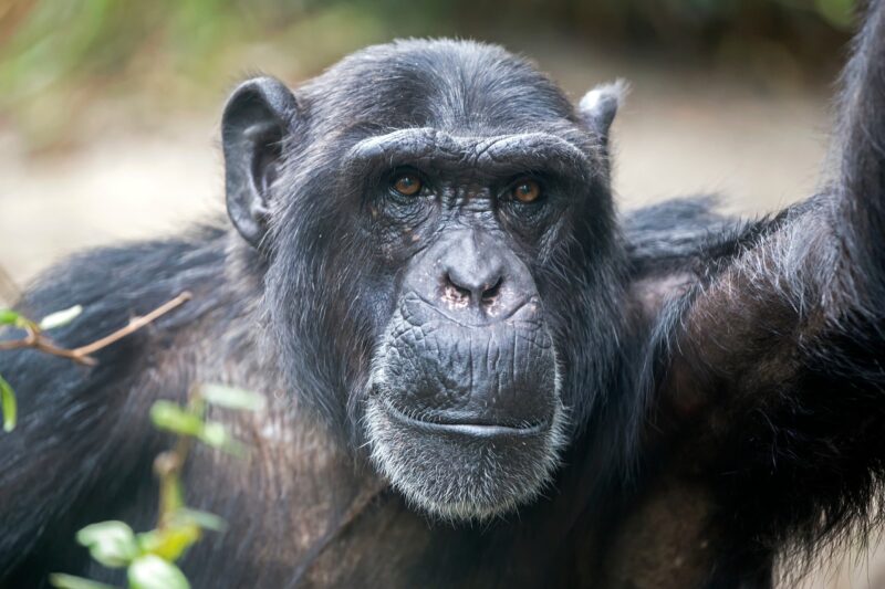 Chimpansees zijn gevoelig voor trends 21