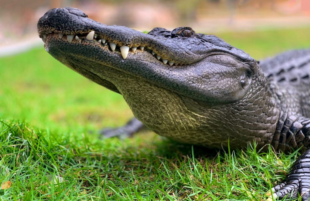 (Video) Man met depressie heeft alligator als hulpdier 14