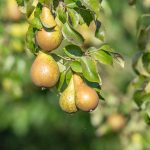 Haal de ultiem landelijke sfeer in je tuin met de perenboom 15