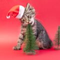 Kerstboom katproof maken met 3 tips
