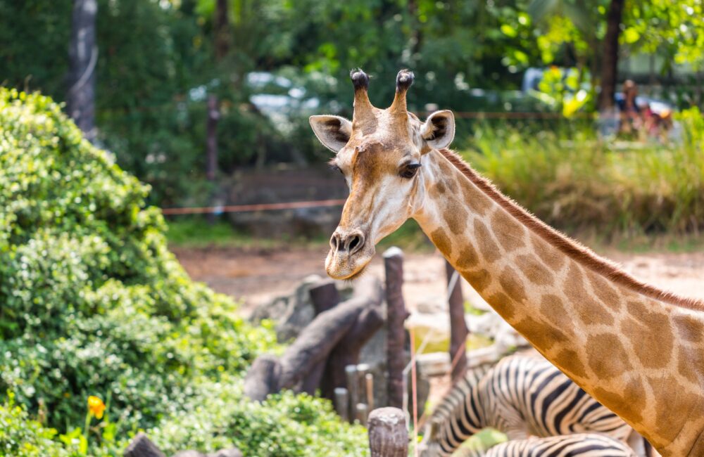 ARTIS Royal Zoo biedt naast dieren, een planetarium en nog veel meer! 14