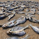 Tienduizenden dode vissen nemen binnen een dag Japans kustplaatsje over 15
