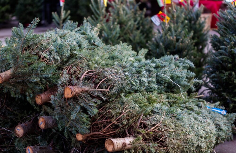 Onverkochte kerstbomen? Berlijn heeft een wel heel opmerkelijke oplossing gevonden 14